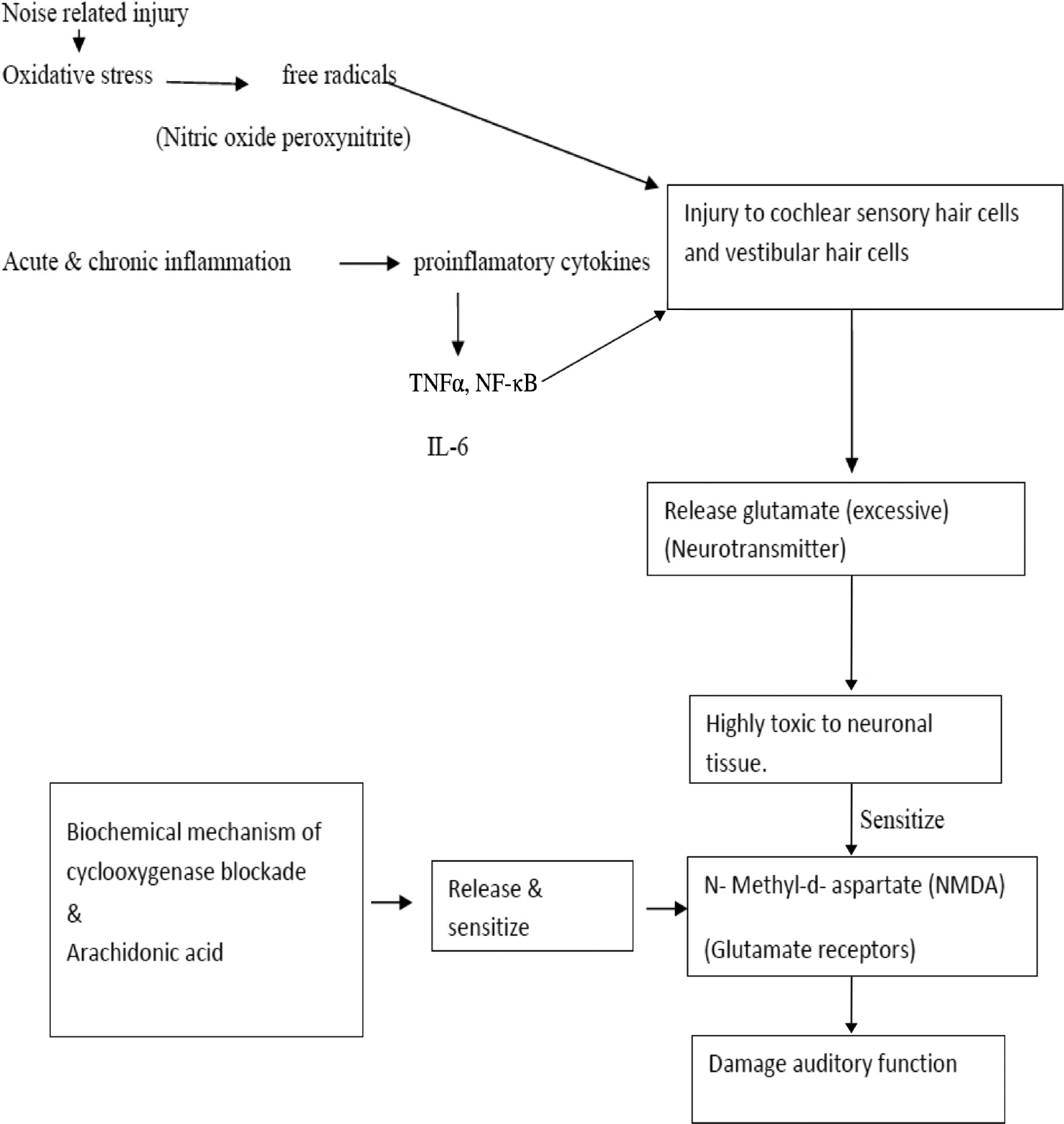 Schematic representation of pathophysiology of auditory function damage. NF-κB, Nuclear Factor-κΒ; TNFα, tumor necrosis factor-alpha.